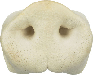 Trixie Suszone świńskie nosy 50szt