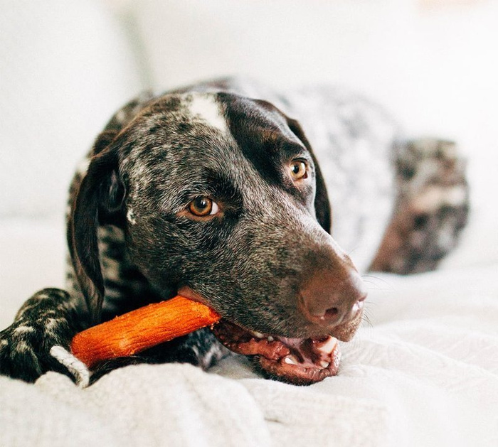 Petstages dogwood petite patyk medium