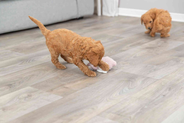 Trixie Junior Świnka zabawka dla szczeniąt plusz 13cm