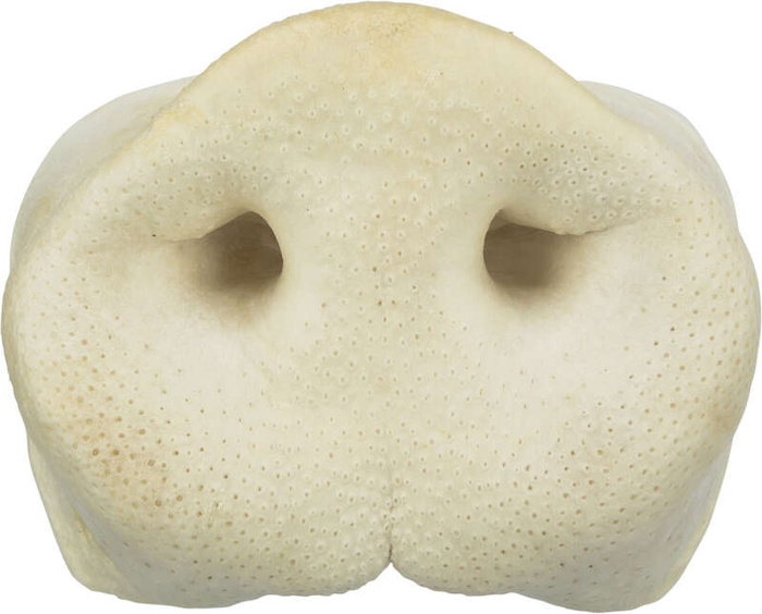 Trixie Suszone świńskie nosy 50szt