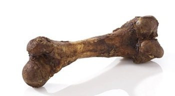 KOŚĆ WOŁOWA GIGANT 1 szt.