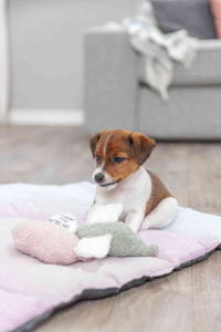 Trixie Junior Świnka zabawka dla szczeniąt plusz 13cm