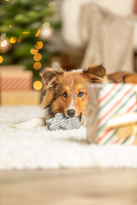 Trixie Xmas Lateksowa Gwiazdka Piszcząca Zabawka dla Psa 10cm