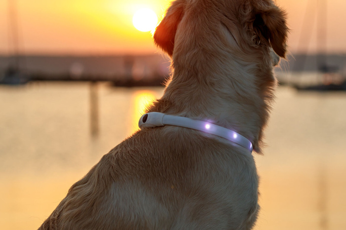 Trixie Obroża święcąca USB dla psa wielokolorowa silikon XS-XL: 65cm/16mm