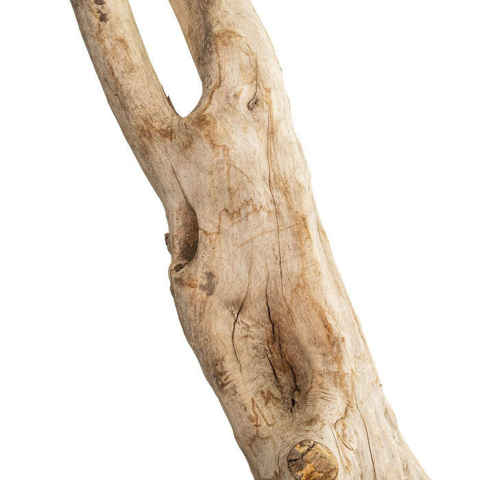 TerraNatura Korzeń Twist Wood Root 50-200 cm