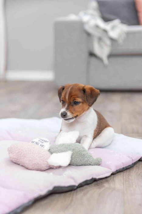 Trixie Junior Świnka zabawka dla szczeniąt plusz 13cm