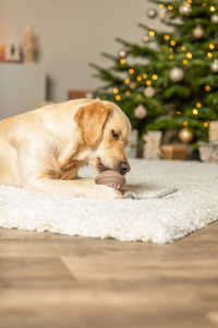 Trixie Xmas Dzwonek na Przysmaki z Linką – Zabawka z Kauczuku 36cm