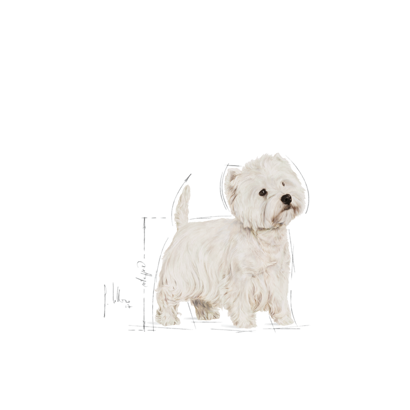 Royal canin west hotsell highland white terrier 3kg