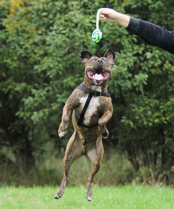 DINGO Piłka pleciona ze sznura z rączką 22cm